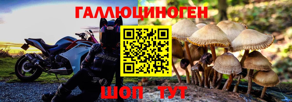 Псилоцибиновые грибы Psilocybine cubensis Боровичи